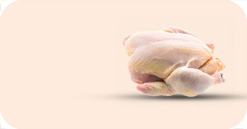 Chicken leg