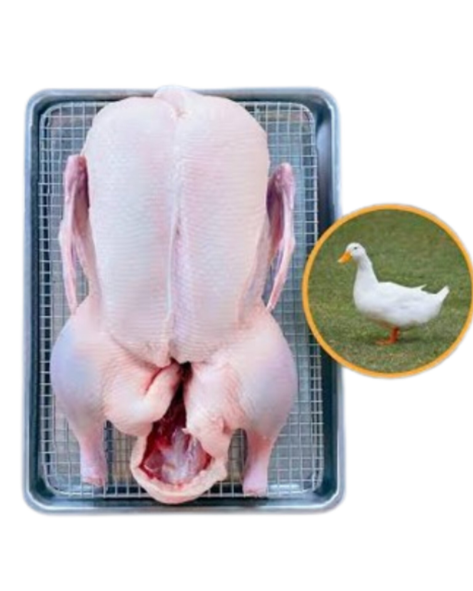 Packing Duck-বেইজিং হাঁস